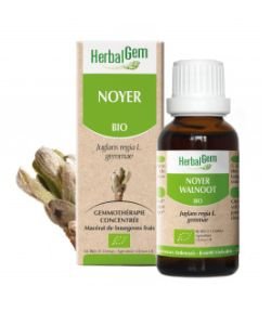 Noyer (Juglans regia) bourgeon BIO, 15 ml